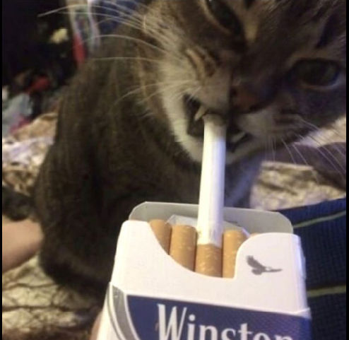 WizzER.. WizzER..