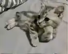 z3nzzzzz