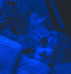 Sheri