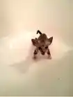CornFlakes