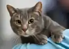 love_cats