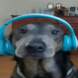 dogwithheadphones