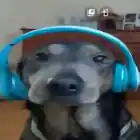 dogwithheadphones