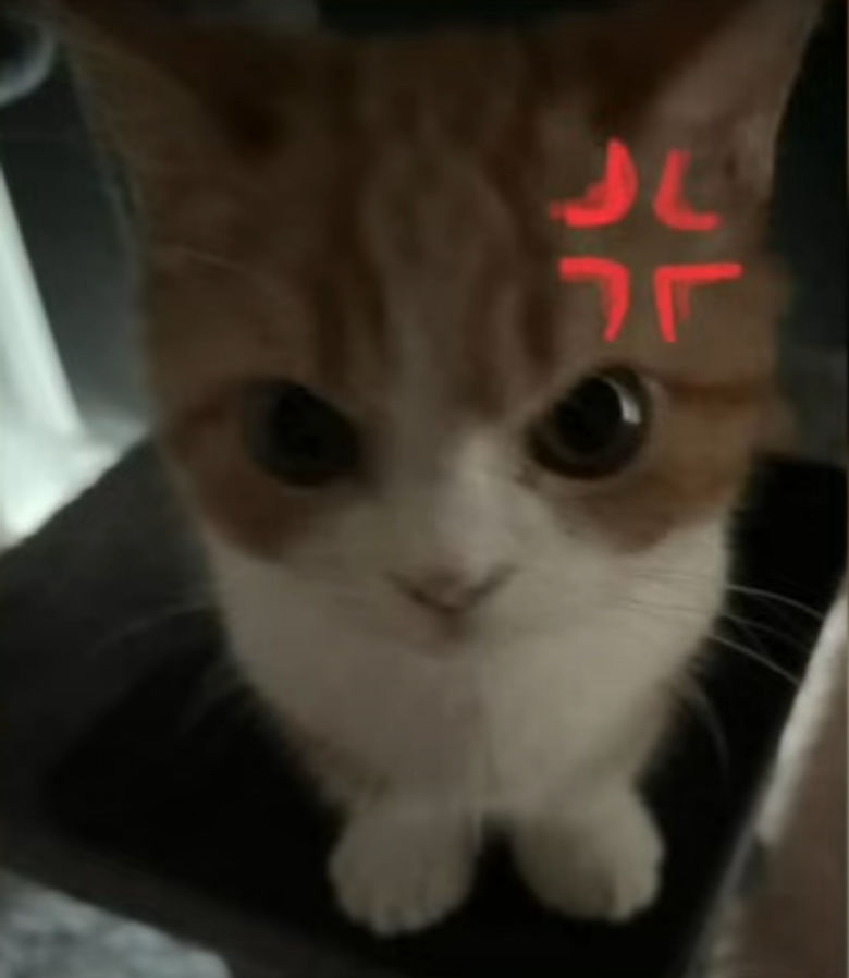 MurkaCat