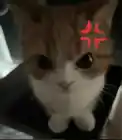 MurkaCat