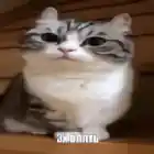 нл юзер
