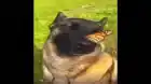 MEFEDRONSHIK
