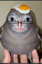 Adam Rose KOCHAM CIE