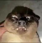 miau777