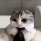 eh bro