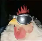 gamerbrcs