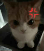 murkacat2025 murkacat2025
