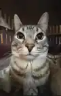 patoto