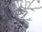 местный потрошитель