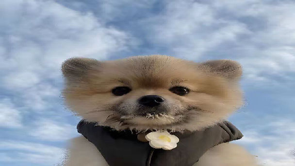 gomoDRILL gomoDRILL