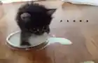 мяу