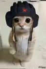 MatrasJr