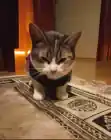 modyl