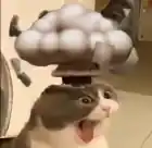 ggribals