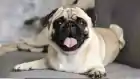 maxiboi69