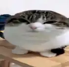 meow