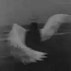 wata wata