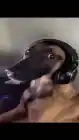 RealGhost