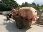 piskabolit