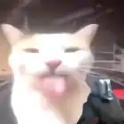 rich_chinese