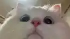 llJaaJ