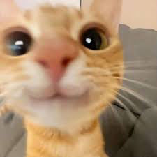 catenj.yer1337