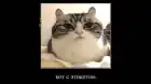 Сухаааарики