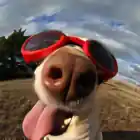 HolyNigga
