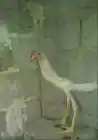 Xyrc